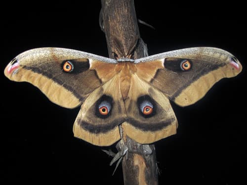 Western Polyphemus Moth