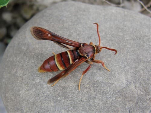 Western Poplar Clearwing Moth