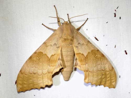 Western Poplar Sphinx