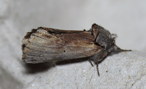 Western Red-Humped Caterpillar Moth