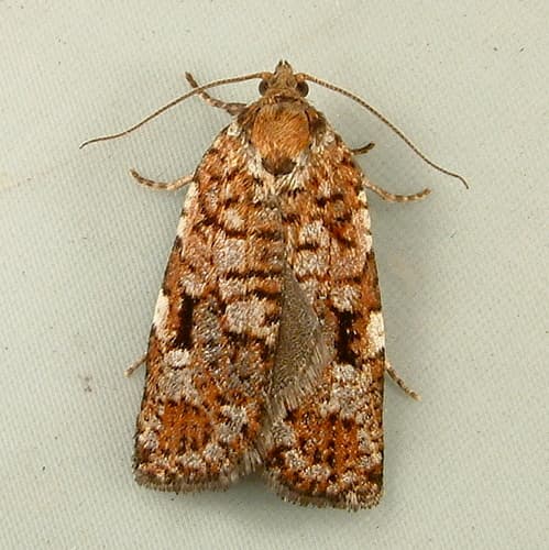 Western Spruce Budworm Moth