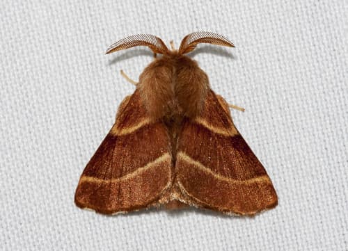 Western Tent Caterpillar Moth