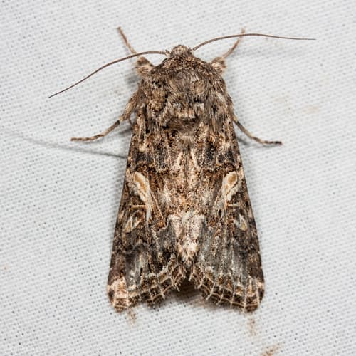 Western Yellow-striped Armyworm Moth