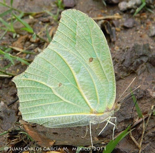 White Angled-Sulphur