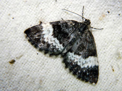 White-banded Carpet Moth