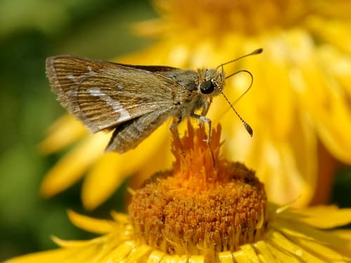 White-banded Grass-dart