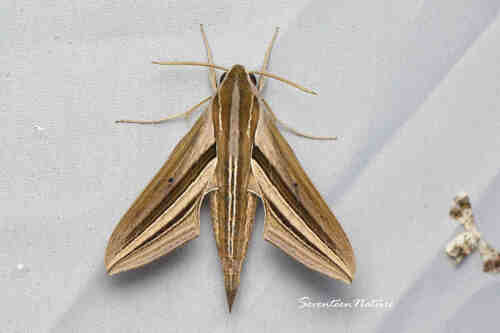 White-banded Hunter Hawkmoth