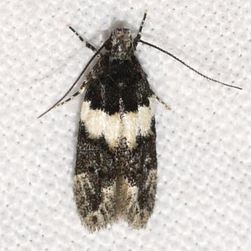 White-banded Pubitelphusa Moth
