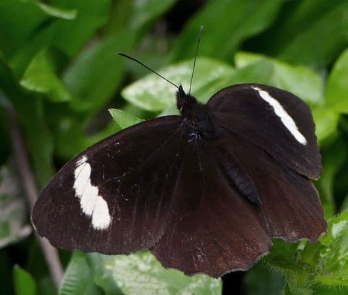 White-bar Mountain Satyr
