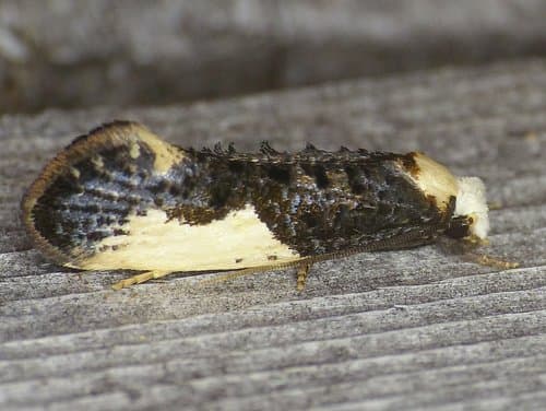 White-blotched Clothes Moth