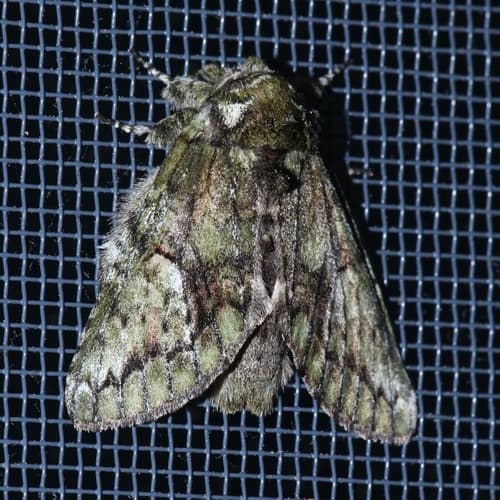 White-blotched Prominent