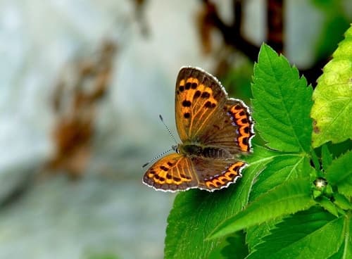 White-bordered Copper