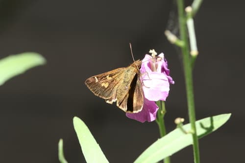 White-brand Grass-skipper