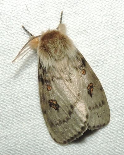White Cedar Moth