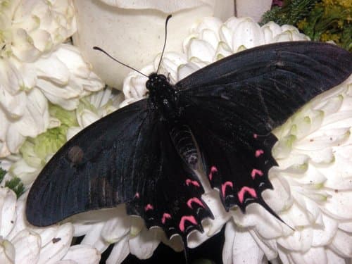 white-crescent swallowtail