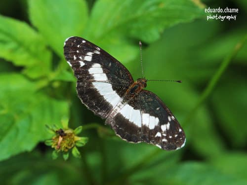 White-dotted Crescent