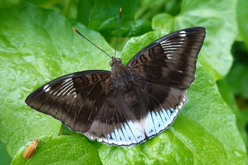 White-edged blue baron