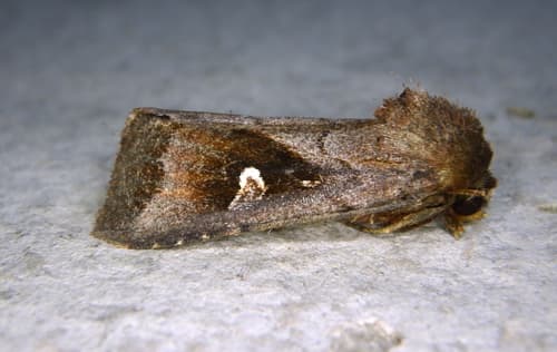 White-eyed Borer Moth