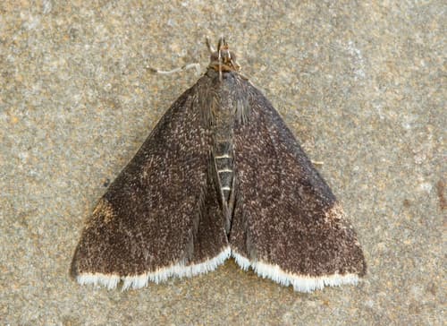 White-fringed Pyrausta Moth