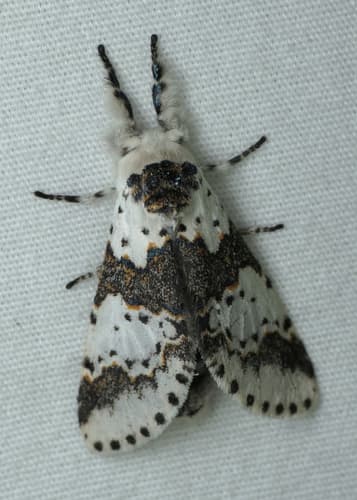 White Furcula Moth