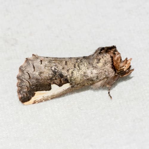 White-headed Prominent