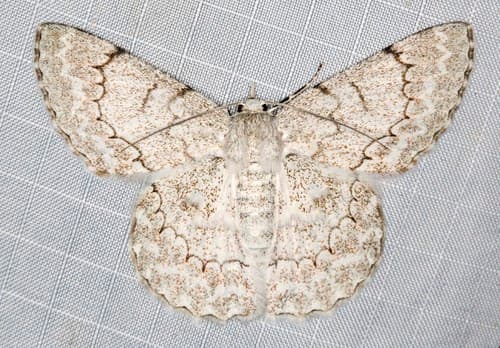 White Looper Moth