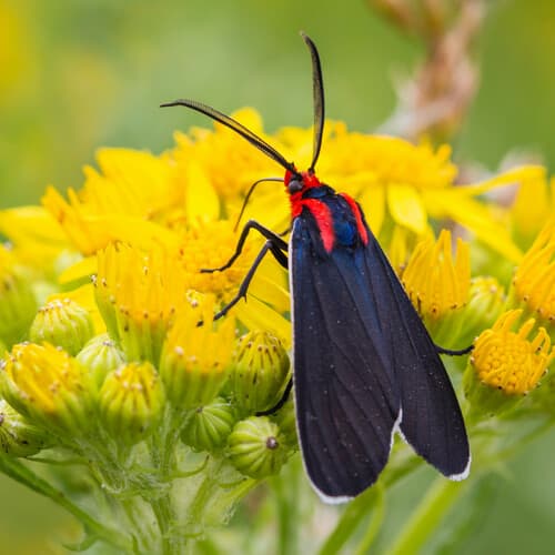 White-margined Ctenucha Moth