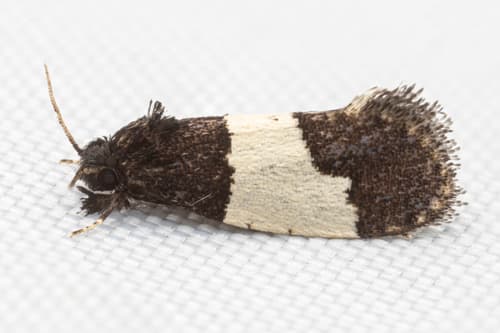 White-patched Kearfottia