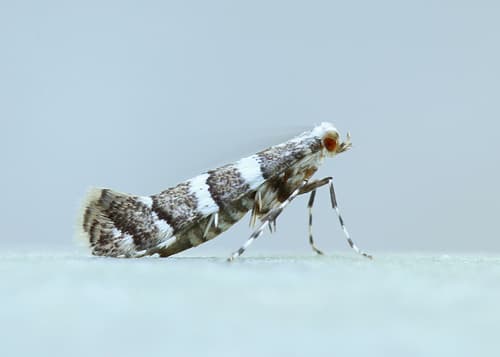 White Pine Barkminer Moth