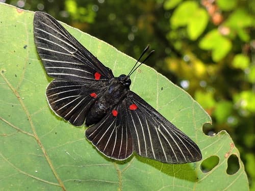 White-rayed Metalmark