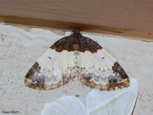 White-ribboned Carpet Moth