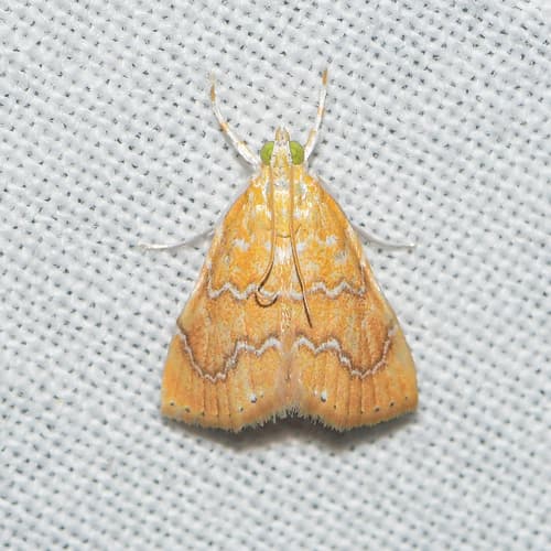 White-roped Glaphyria Moth