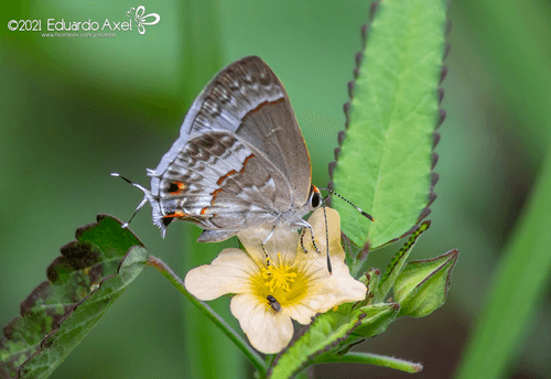 White Scrub-Hairstreak
