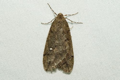 White-spotted Cankerworm Moth