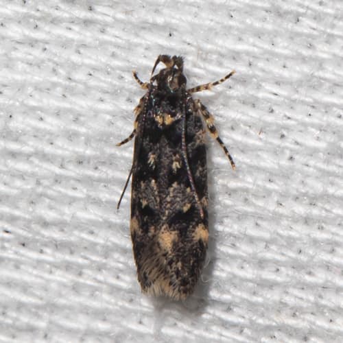 White-spotted Chionodes Moth