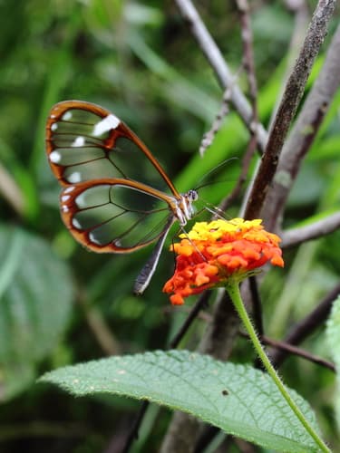 White-spotted Clearwing