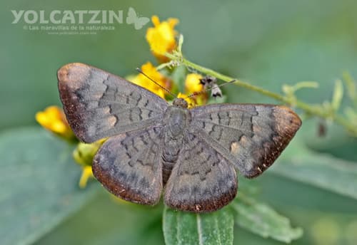 White-spotted Emesis