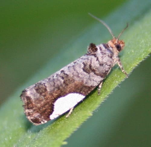White-spotted Hedya Moth