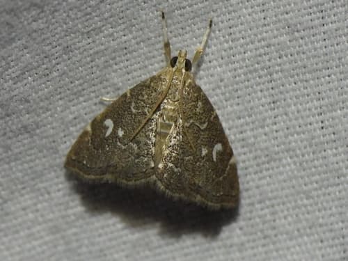 White-spotted Nephrogramma