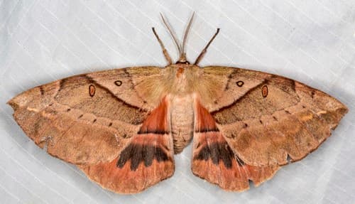 White-stemmed Acacia Moth