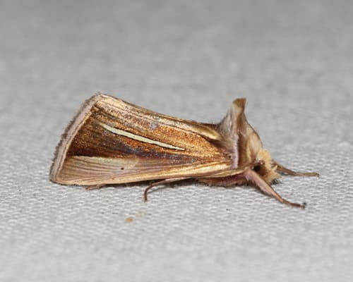 White-streaked Looper Moth