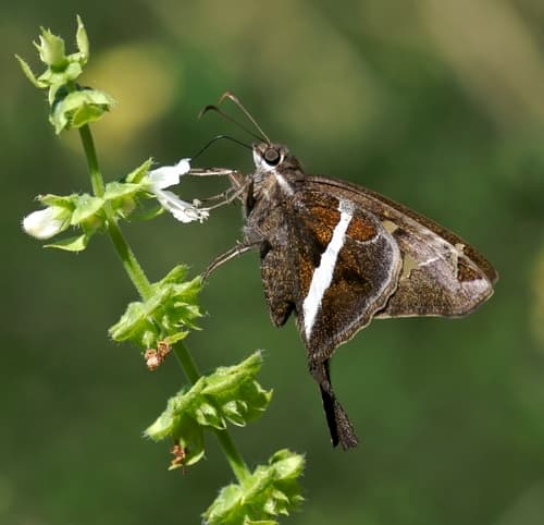 White-striped Longtail