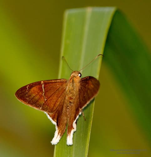 White-tailed Longtail