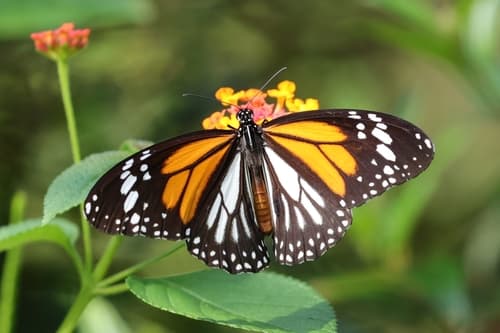 White Tiger Butterfly