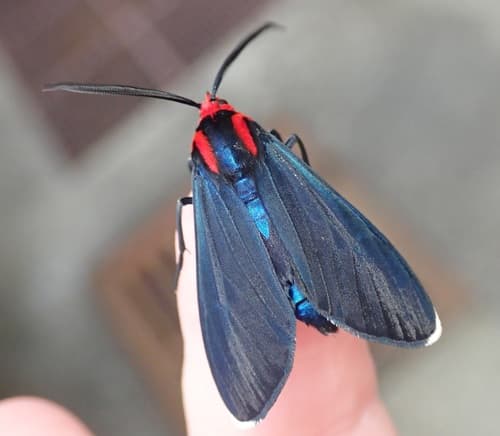 White-tipped Ctenucha