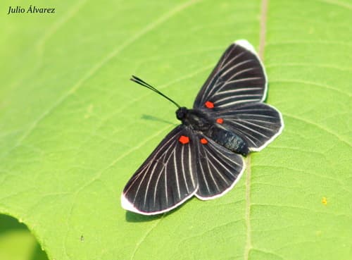 White-tipped Metalmark