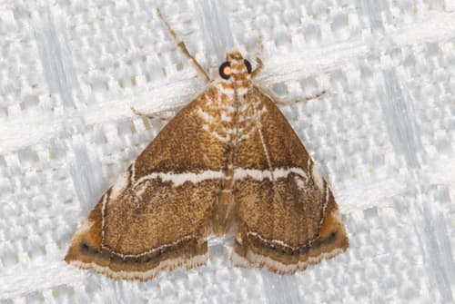 White-trimmed Abegesta