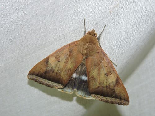 White-underwing Artena