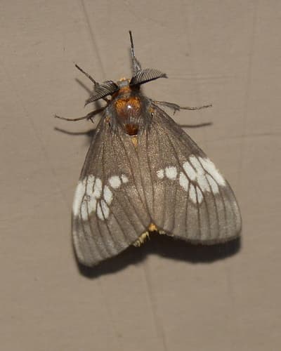 Whitebarred Tussock Moth