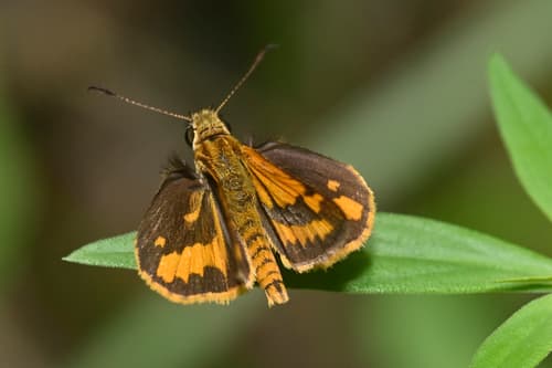 Wide-brand Grass-dart